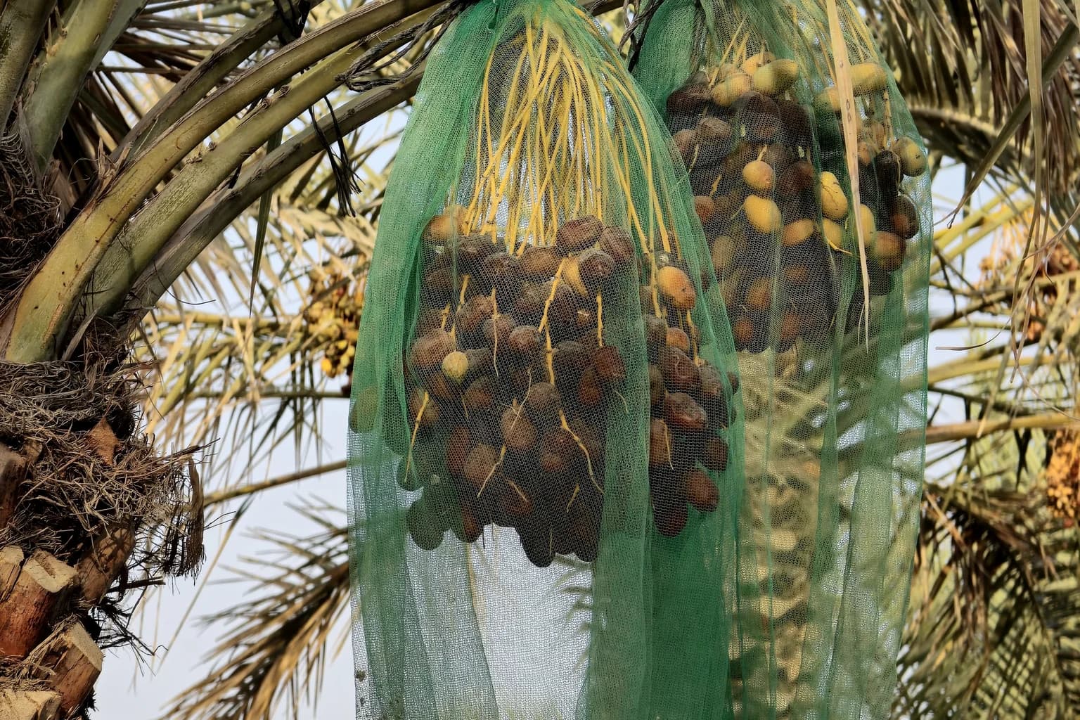 Date palms